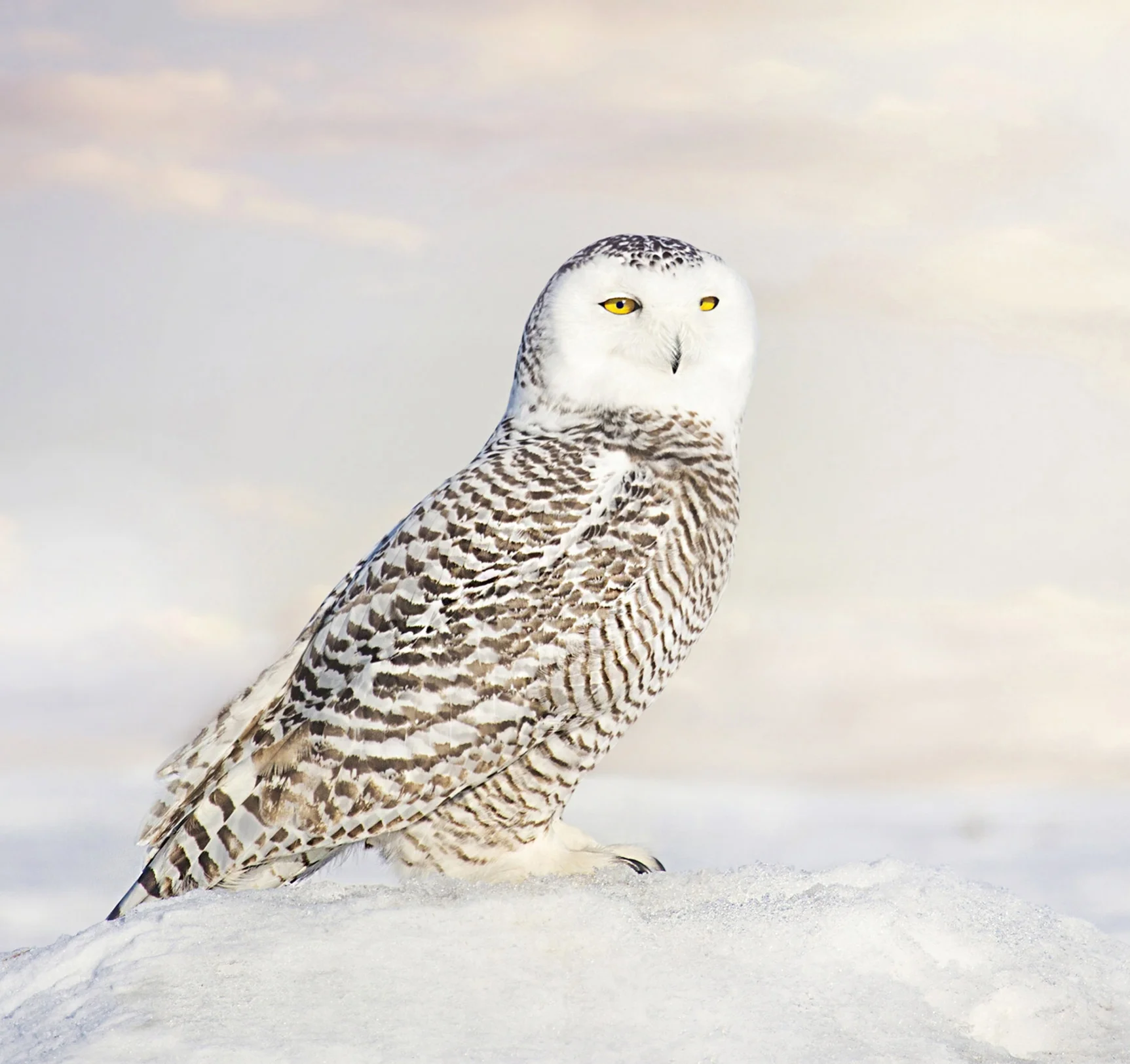 Snowy Owl