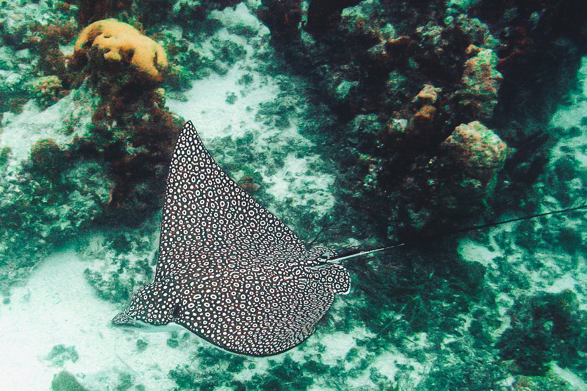 1200px-Eagle_Ray_Turks_and_Caicos_Dec_15_2006-2.jpg