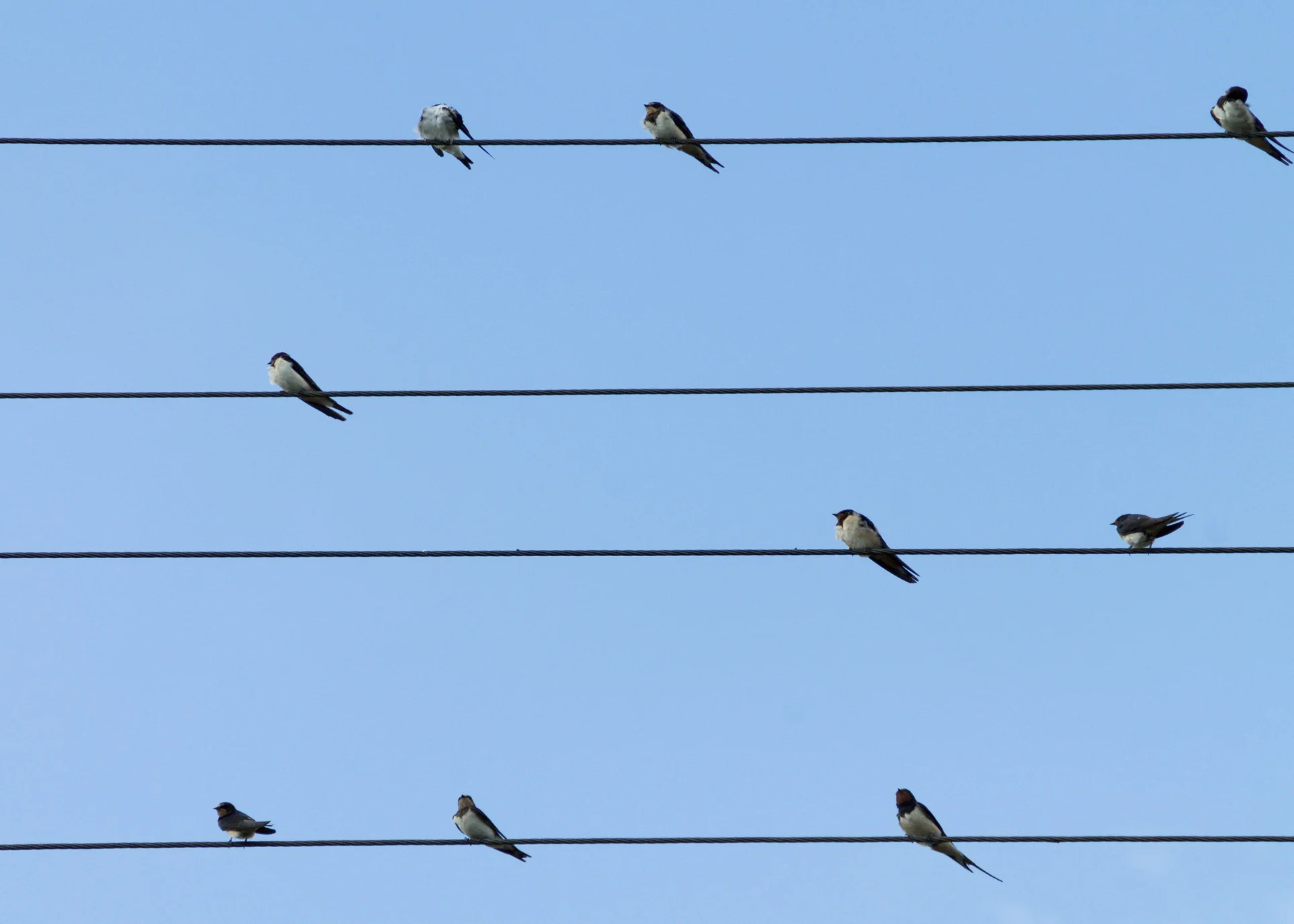 birds-swallows-lines-sit-52715.jpeg