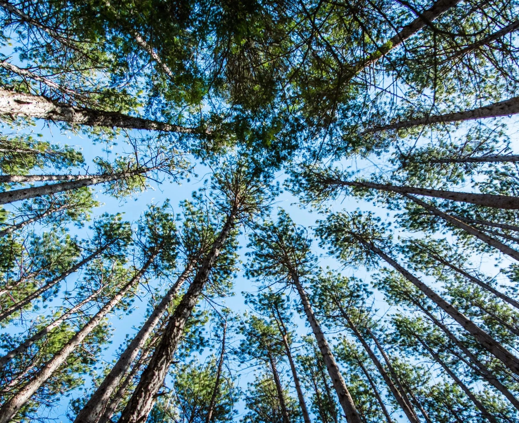 Extended-Length Hike at Boxford State Forest