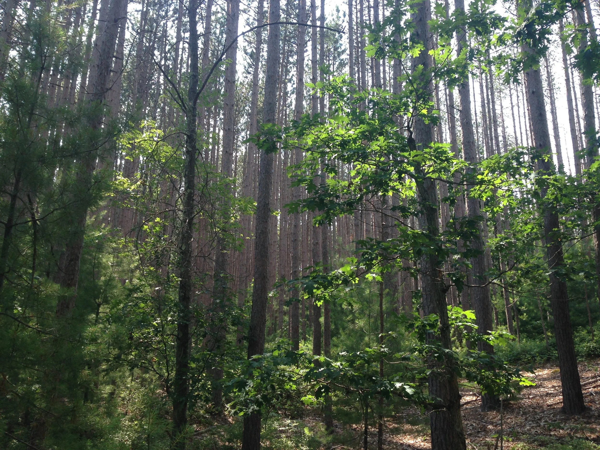 Harold Parker State Forest Exploration
