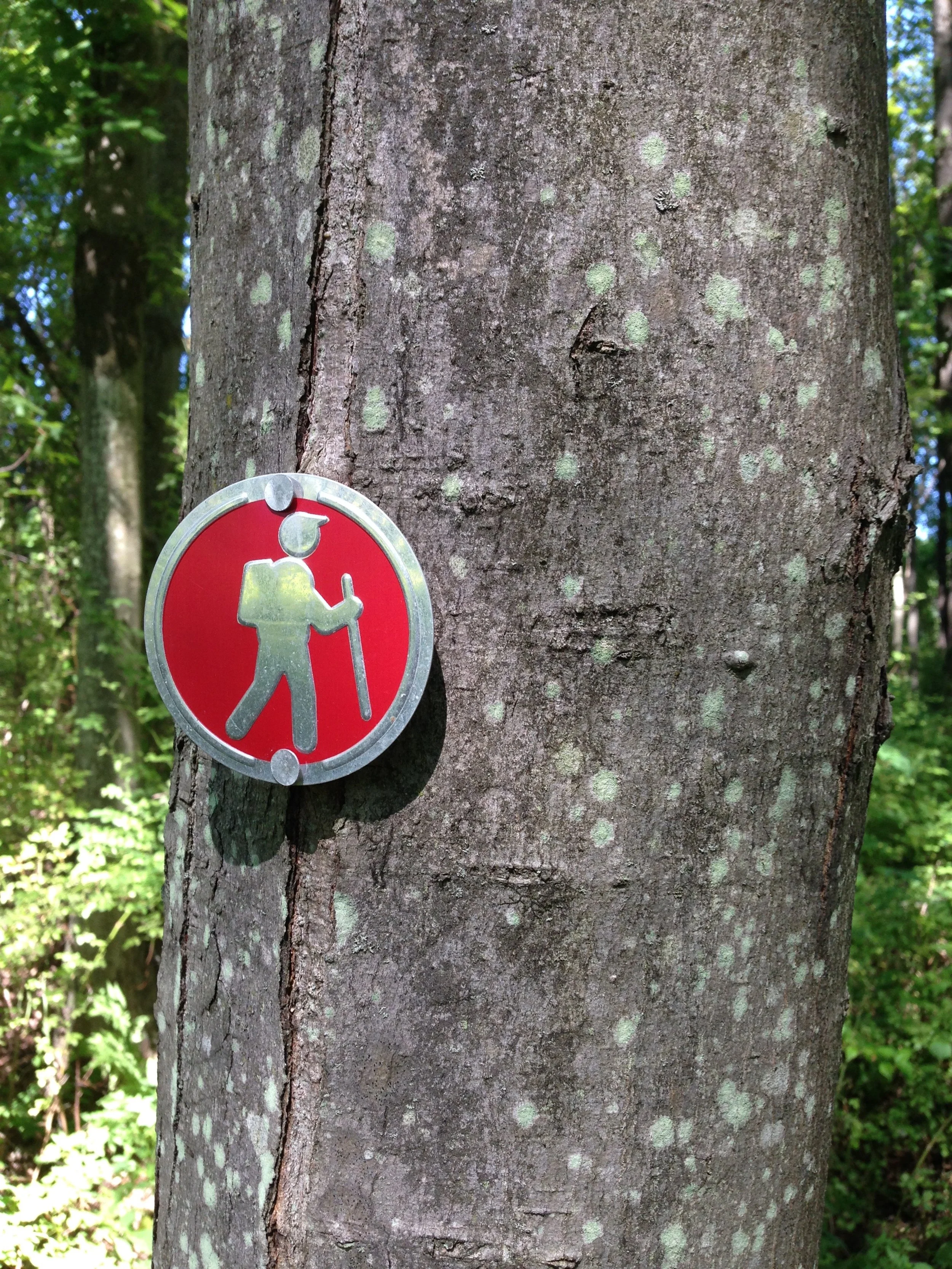 Saturday Trail Work Day at Rea's Pond