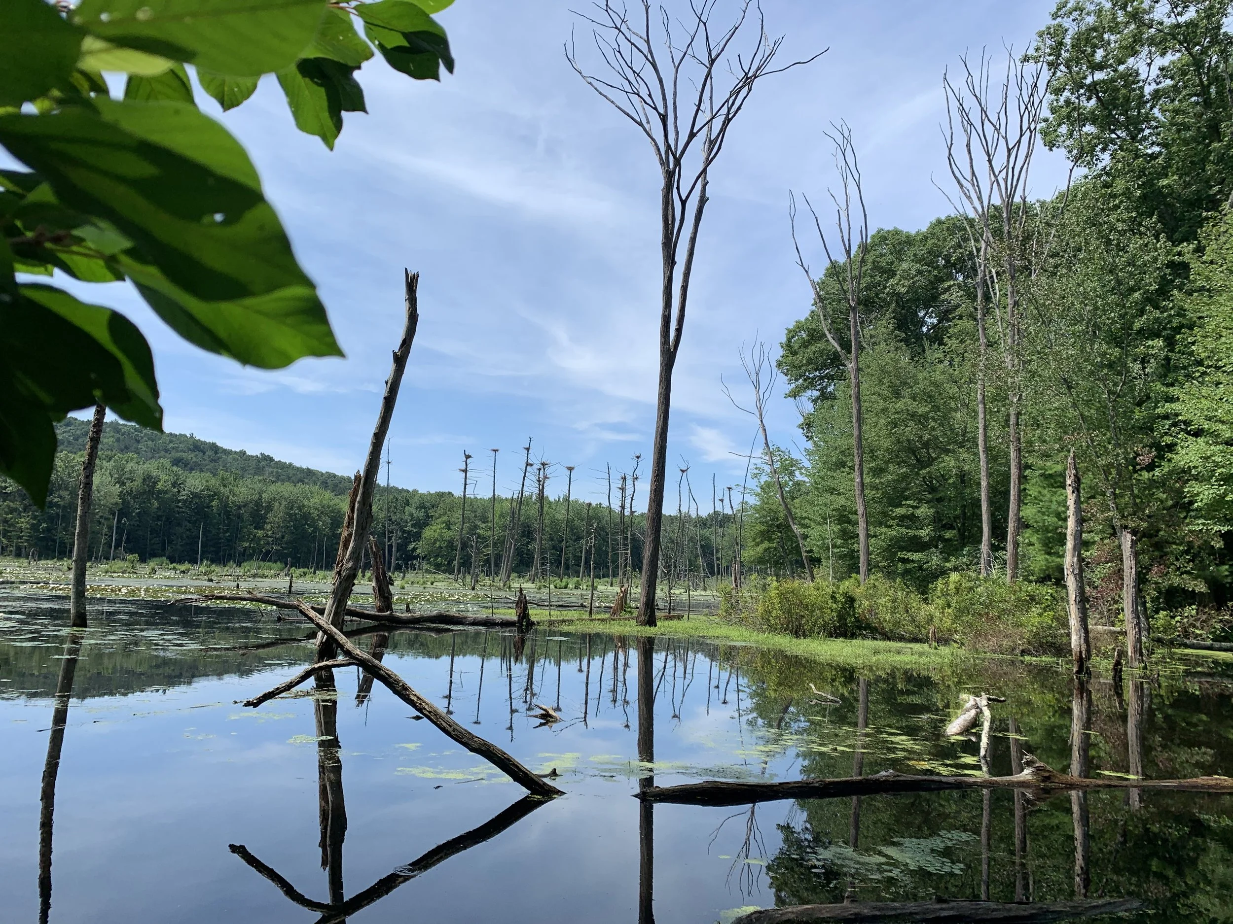 Discover Glennie Woodlot and Town Farm North