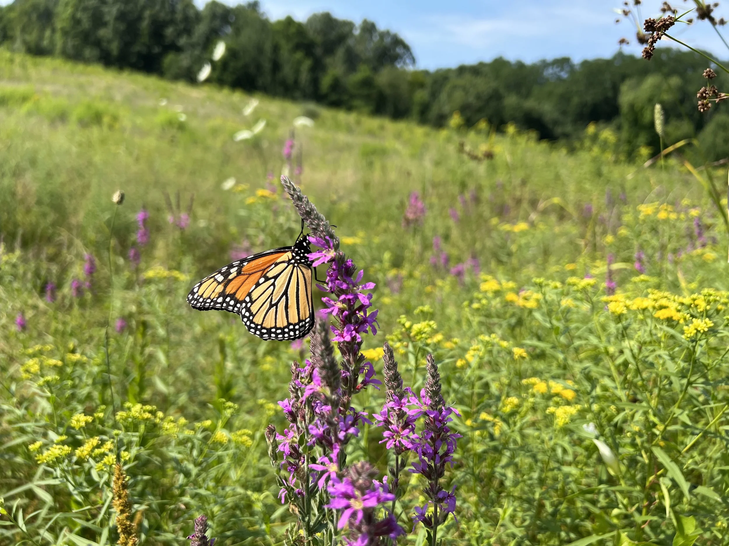 Saturday Trail Work Day at Mazurenko Farm