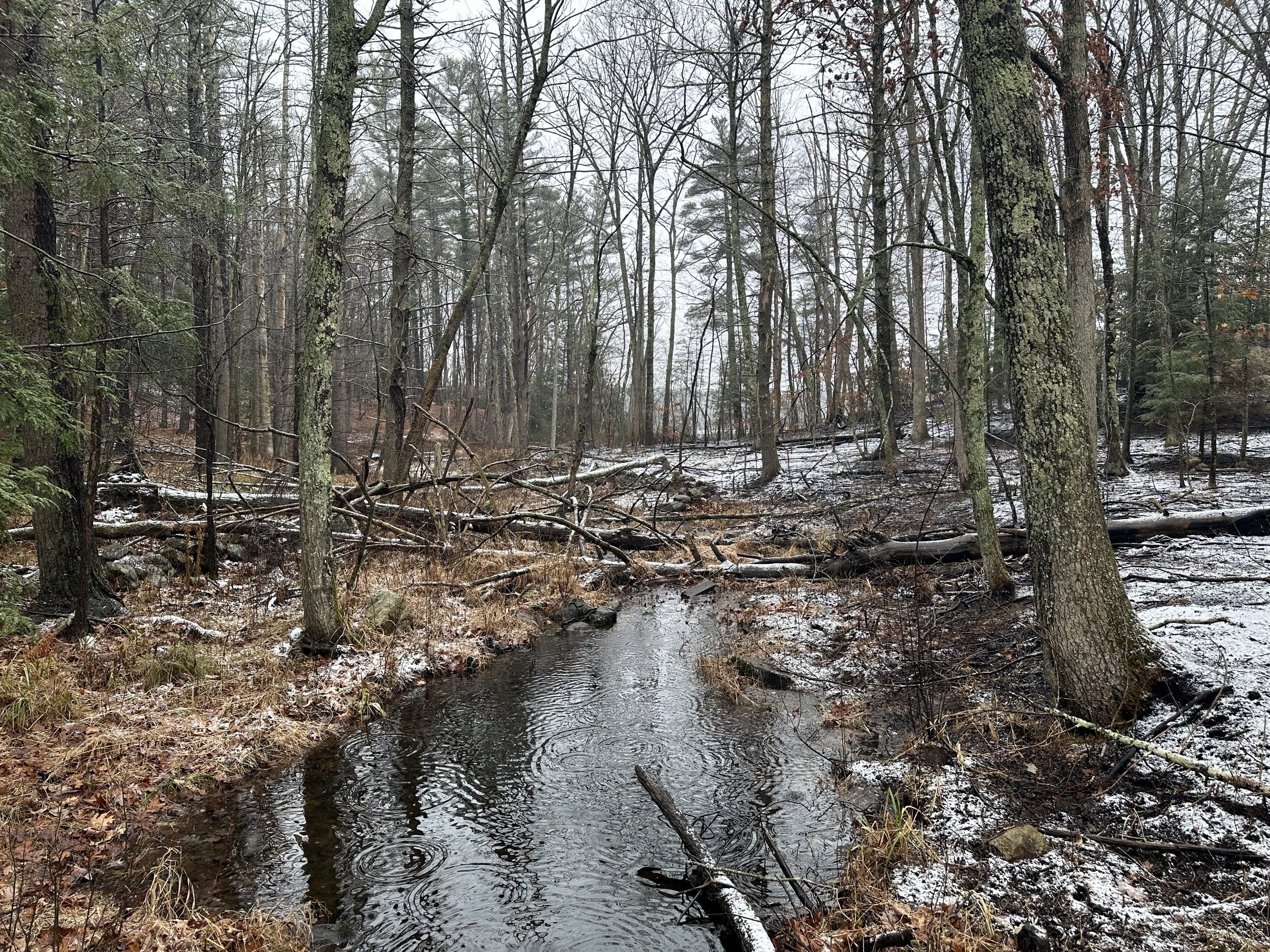Extended-Length Hike at Boxford State Forest