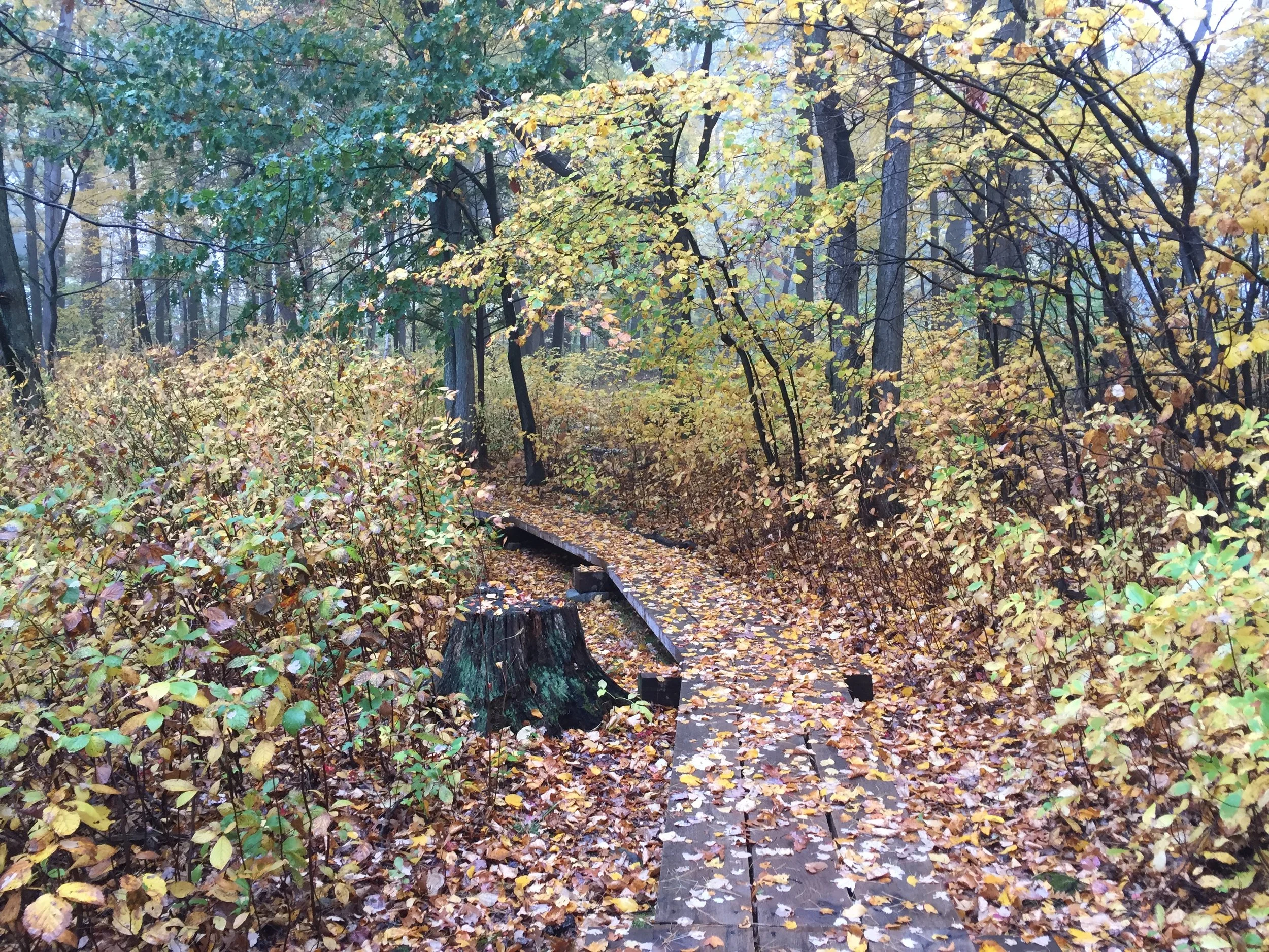 Saturday Trail Work Day at Rolling Ridge