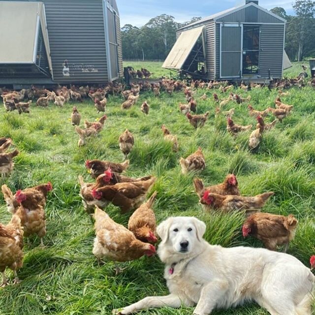 We&rsquo;ve had so many comments recently about just how good the @talucaparkfreerange eggs are that we use in our dishes, plus sell in our Corner Store are, And here is why!

How could these beautiful chooks pop out anything but beautiful healthy de