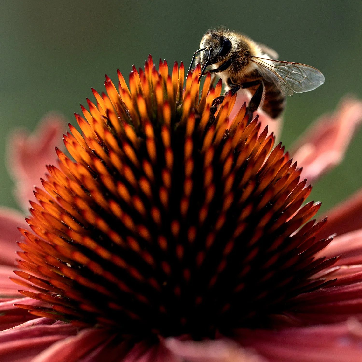Busy bee on a Coneflower.