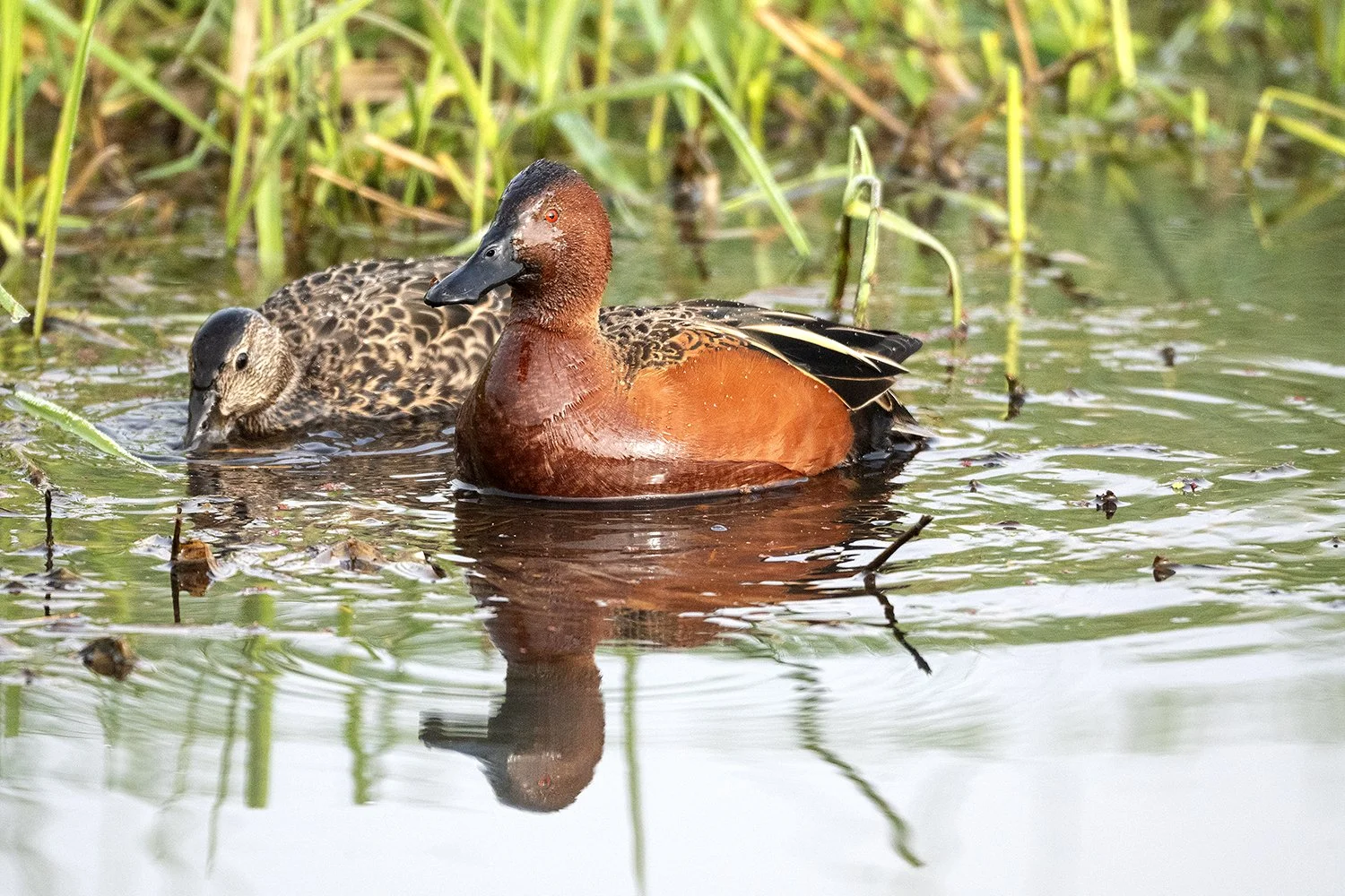  Wearing his bright Spring colors, a male Cinnamon Teal and his mate feed in the early morning light. 