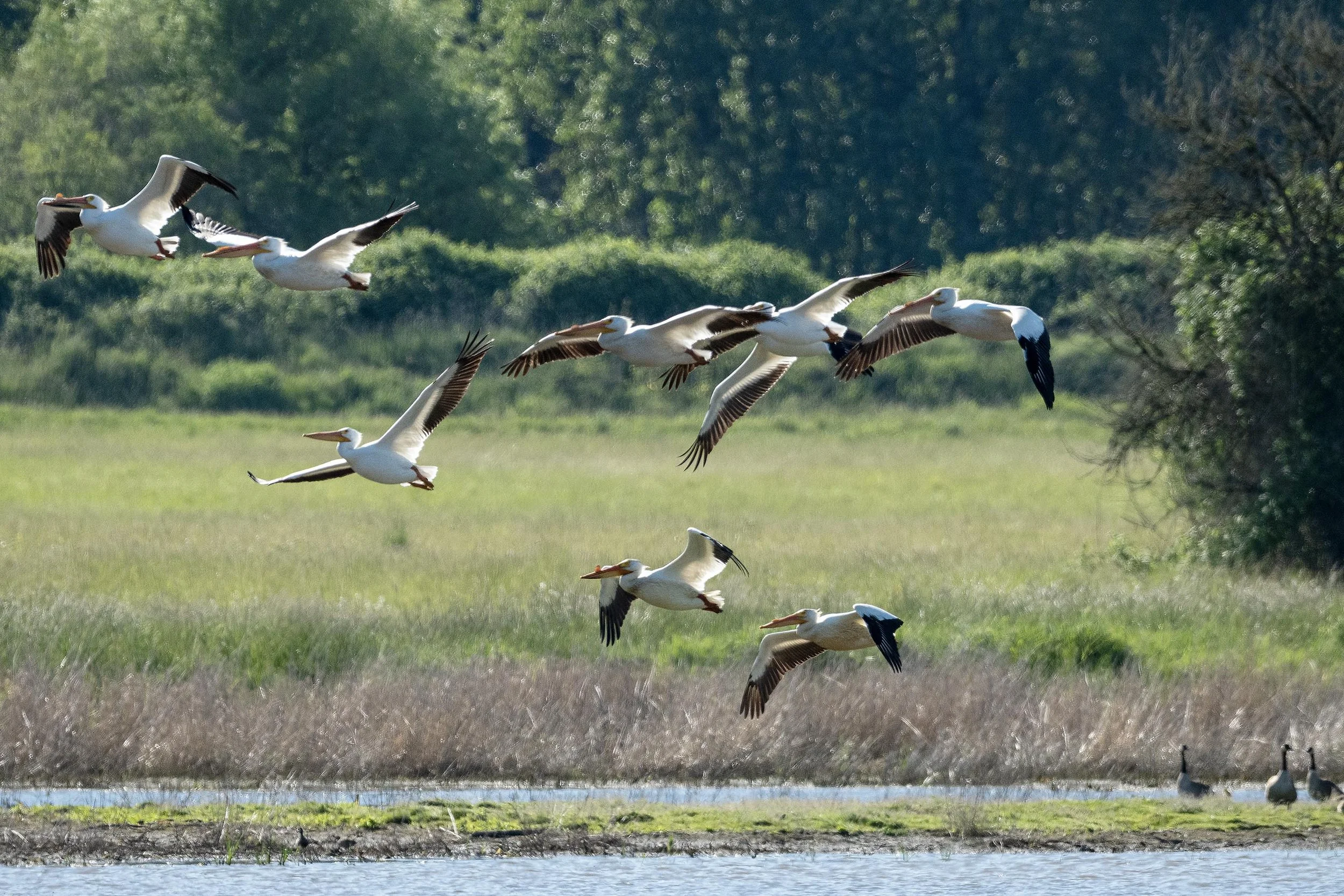  A rare sight on the west side of the Cascades, a flock of American White Pelicans take off from an island in one of the ponds at the Rigdgefield National Wildlife Refuge. 