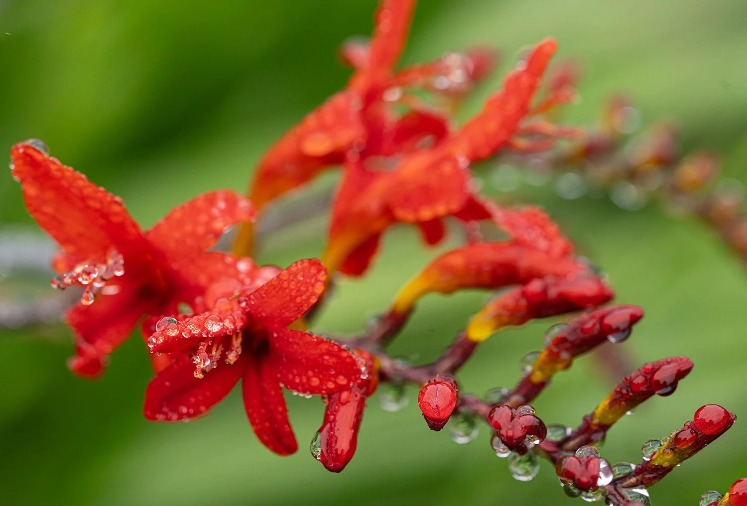  Morning drizzle and dew on Crocosmia Lucifer flowers in my front yard. 