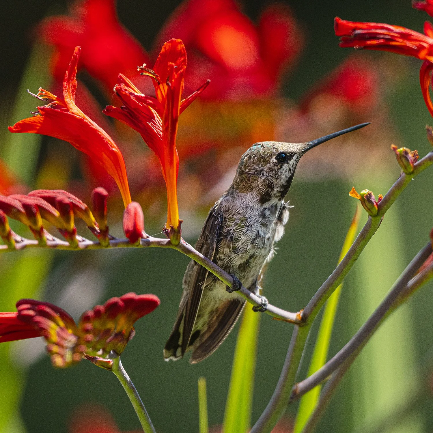  Hummingbird at rest in a garden. 