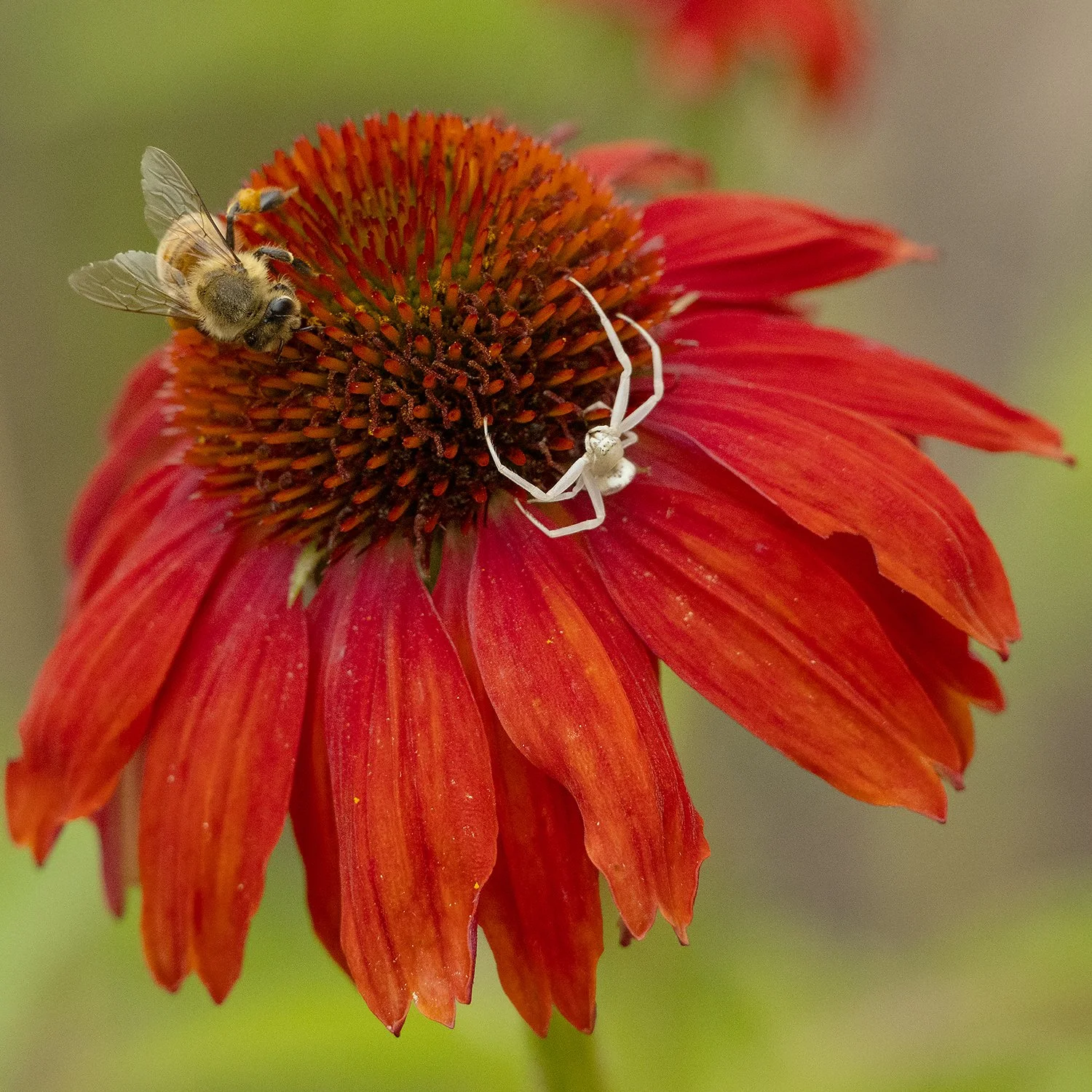  Pollinator bee and a White Crab Spider check out a Coneflower bloom for food. 