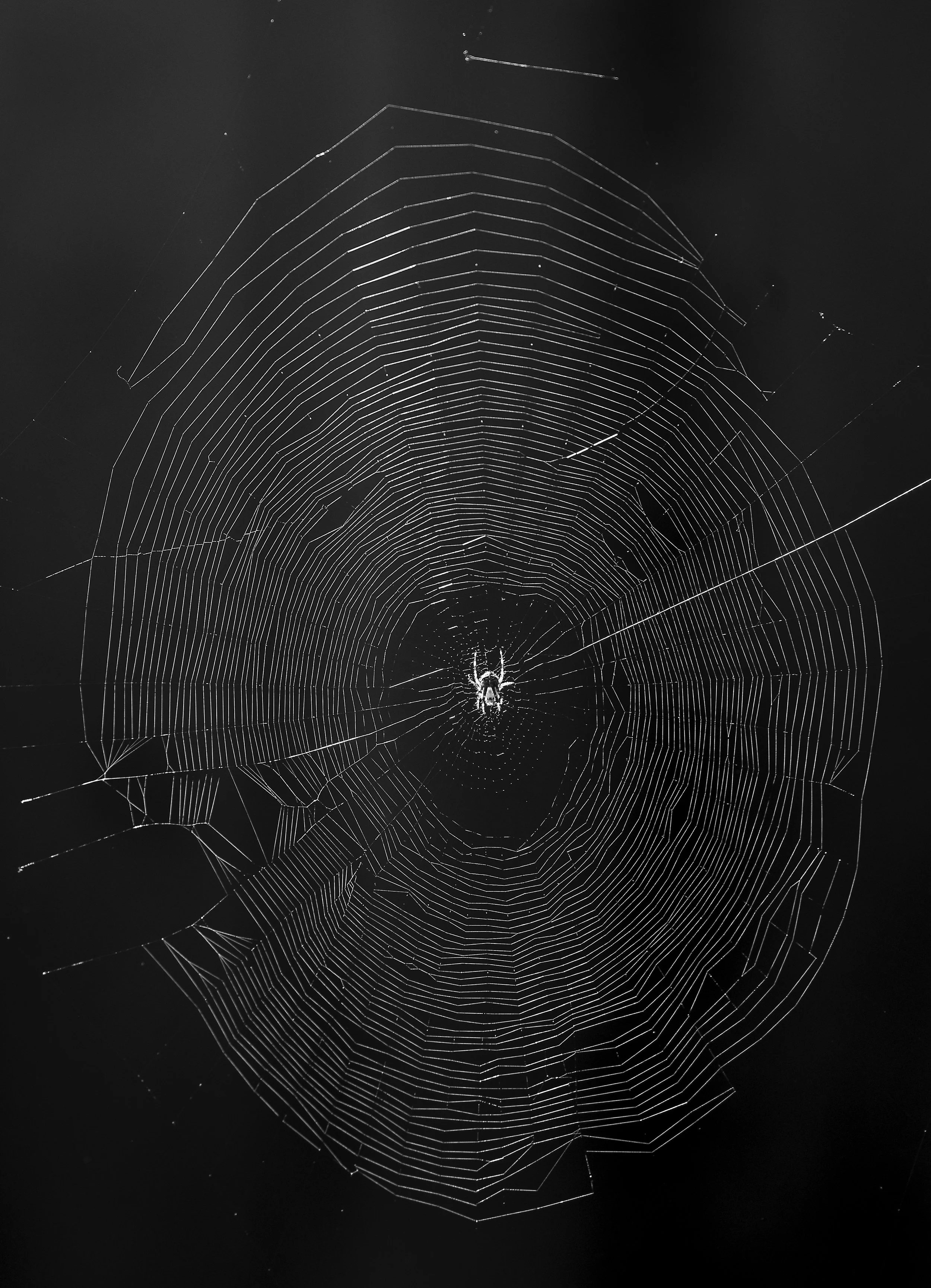  Early morning light backlights a spider and web. 