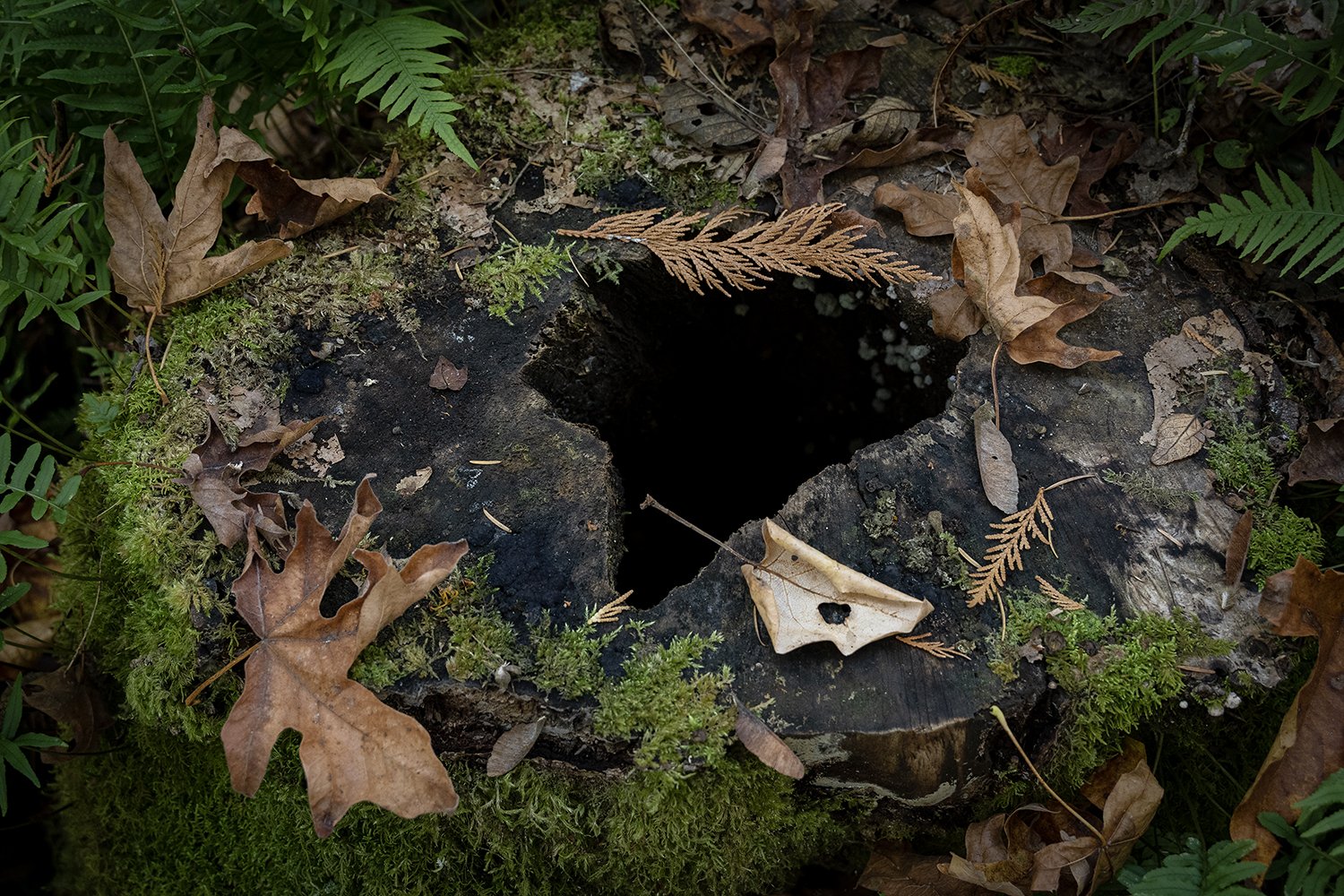  Fall around the black-hole stump, Wildwood Recreation Area. 