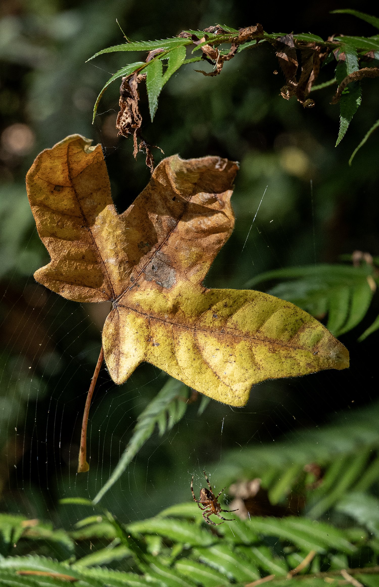  A spider builds a web around ferns and a leaf at the Wildwood Recreation  Area. 