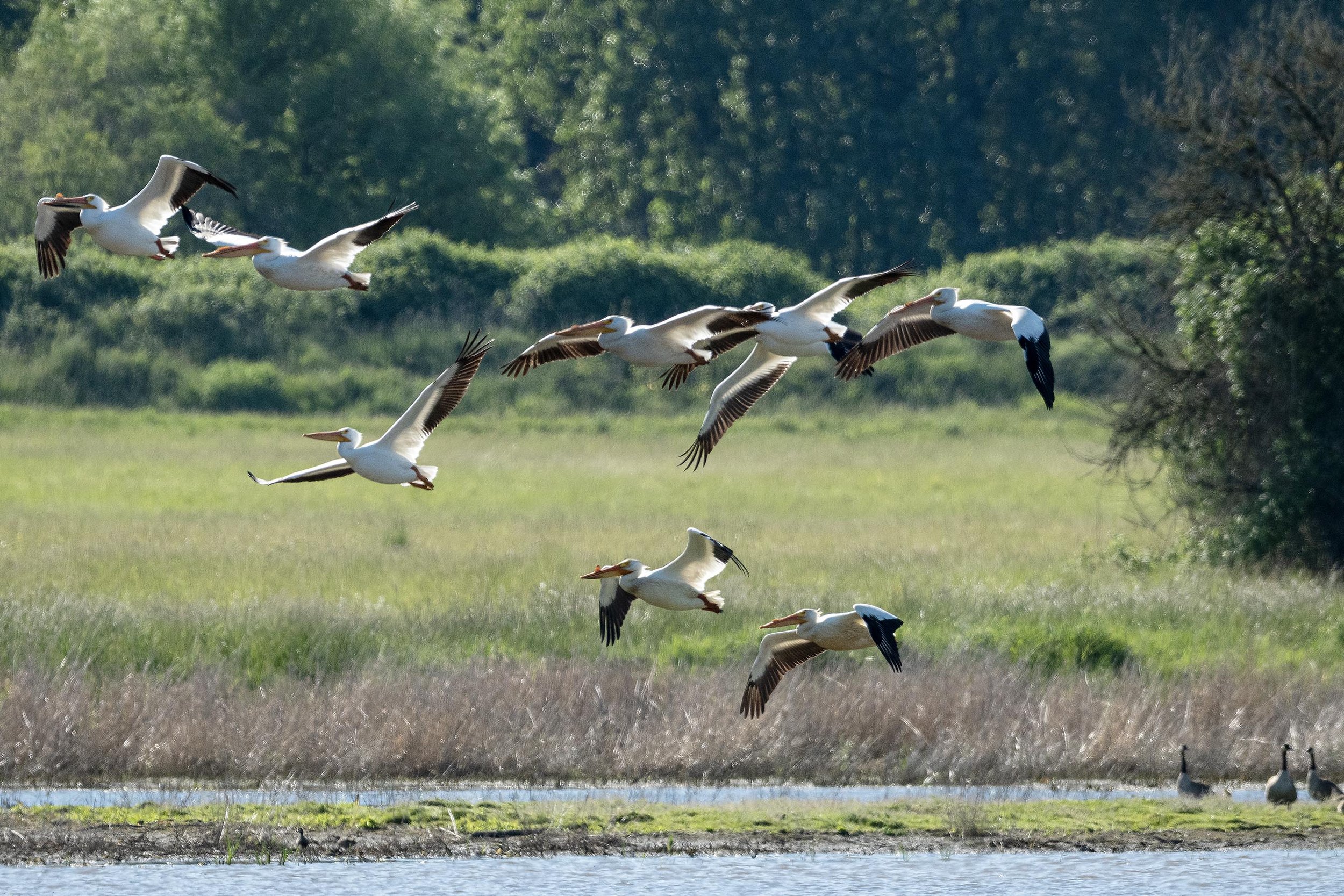 20260511 Ridgefield NWR 196 copy.jpg