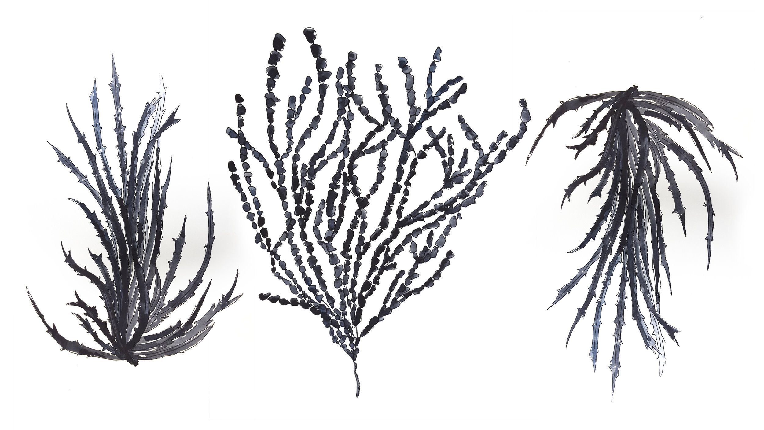 Art-jy-6-seaweed.jpg