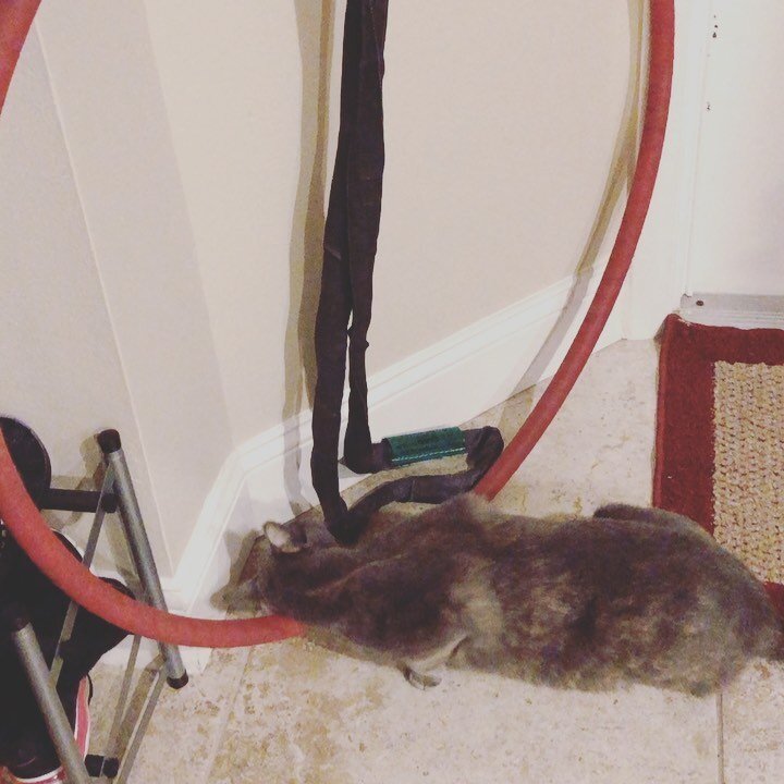 You know it&rsquo;s time to re-tape you&rsquo;re #lyra &amp; wash your #aerialhammock when #grey #cat is #rolling around in there funk 🤢
. 
#aeriallife #catlife #dilutedtortie #tortie #tortiesofinstagram #tortitude #catsofinstagram #aerialist
@the_s