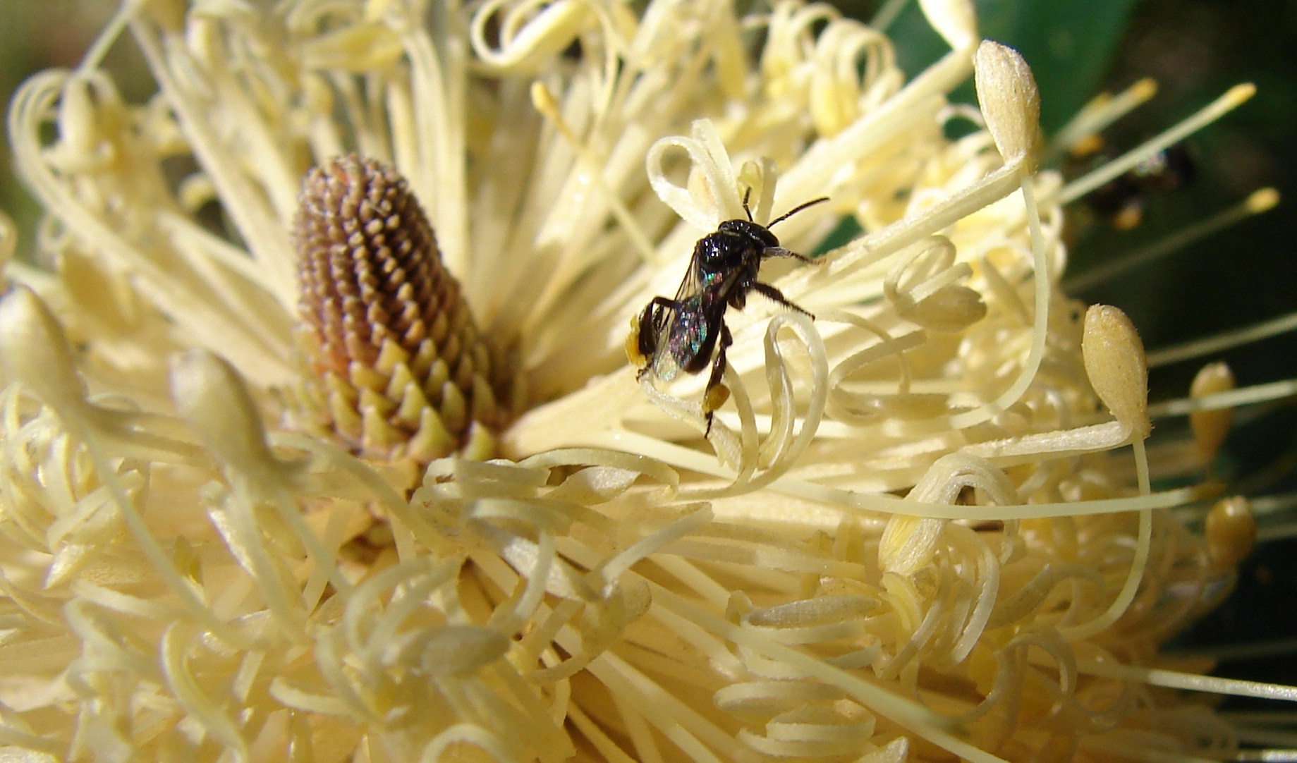 Stingless-Native-Bee.jpg