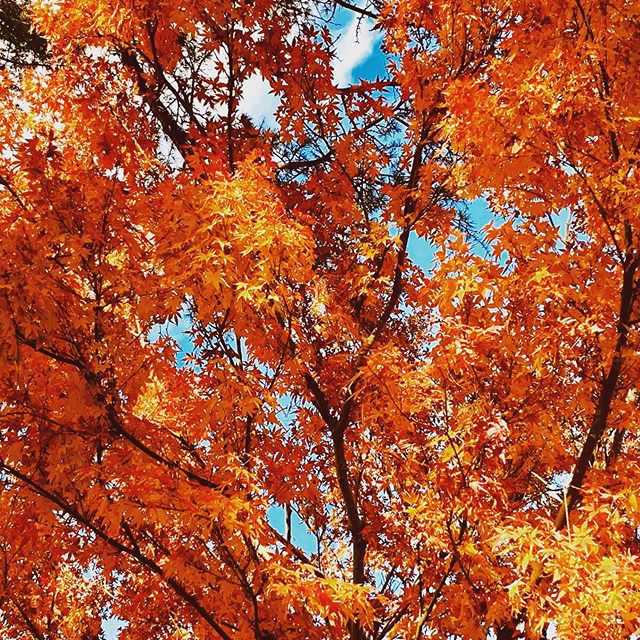 Autumn colour in winter #acer #japanesemaple #fallfoliage
