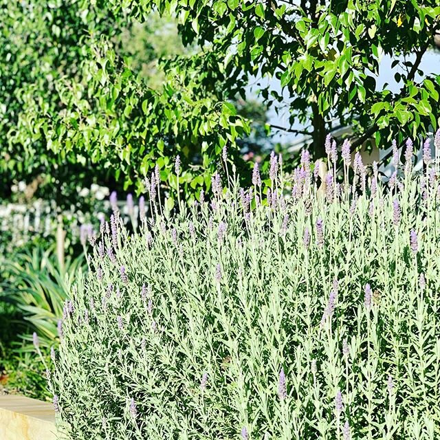 A beautiful Autumn day. The lavender is stunning, super hardy and drought tolerant.  A beautiful soft silvery purple contrast, layered with other rich green foliage. Make sure you have the right variety for your city. This one is great for Sydney #la