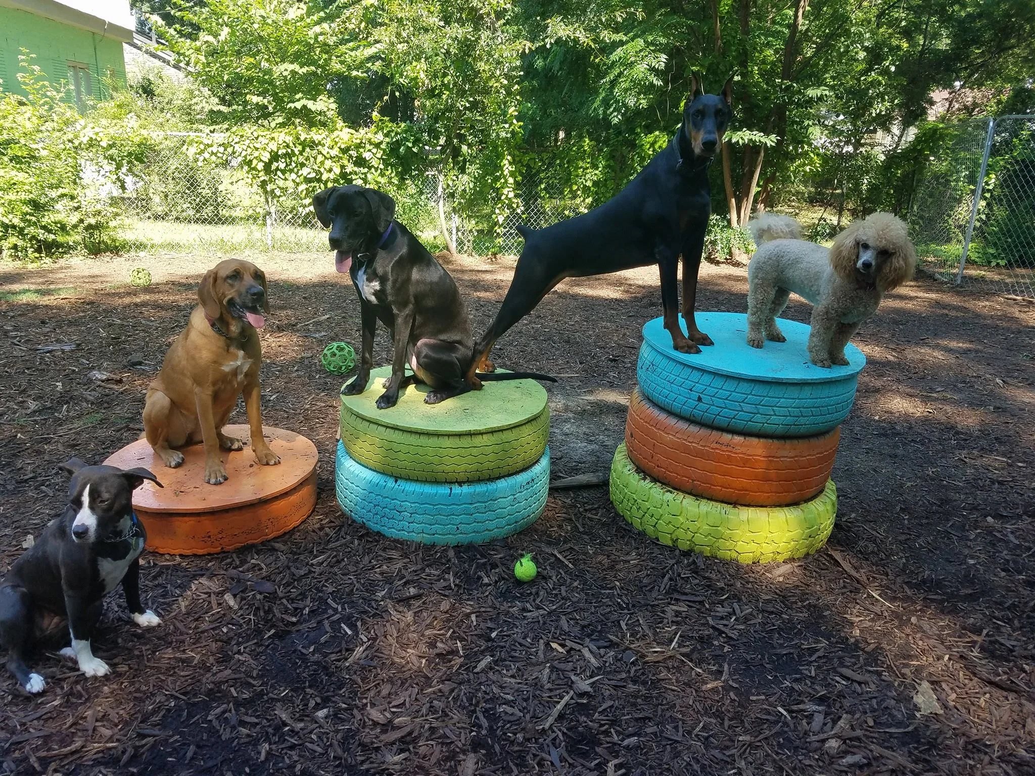 Gallery — The Dawg House Playground & Salon