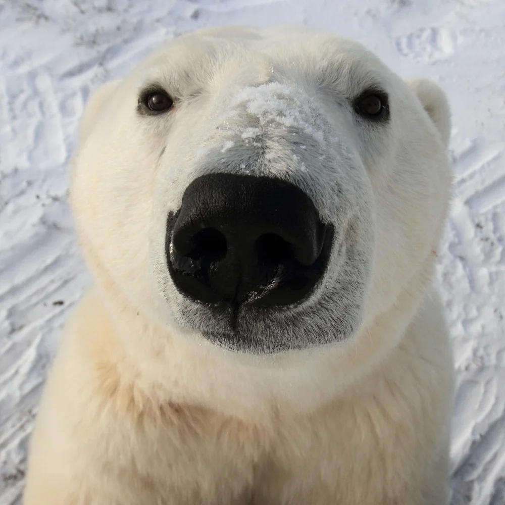 o-POLAR-BEAR-HOTEL-facebook.jpg