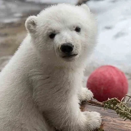 toronto-polar-bear-cub-juno-pose.jpg
