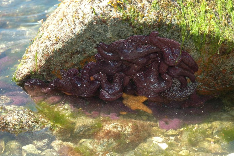 Some years the starfish are everywhere