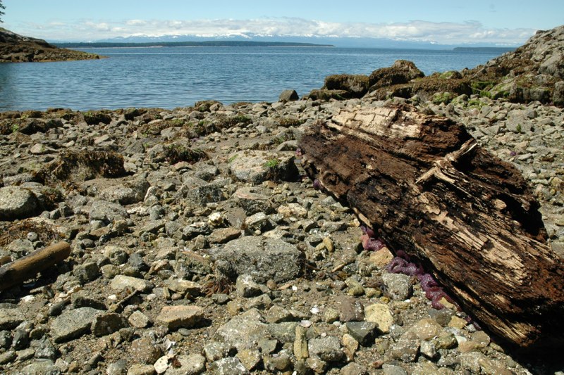 Looking west, starfish on a log