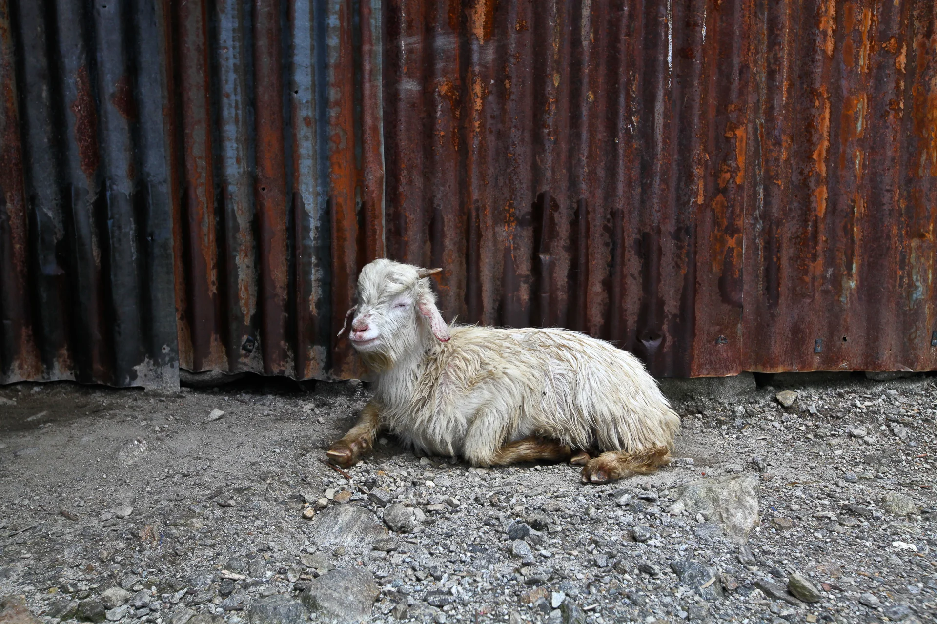 ||||||||||||||||||||POSTCARD||| Mountain Goat