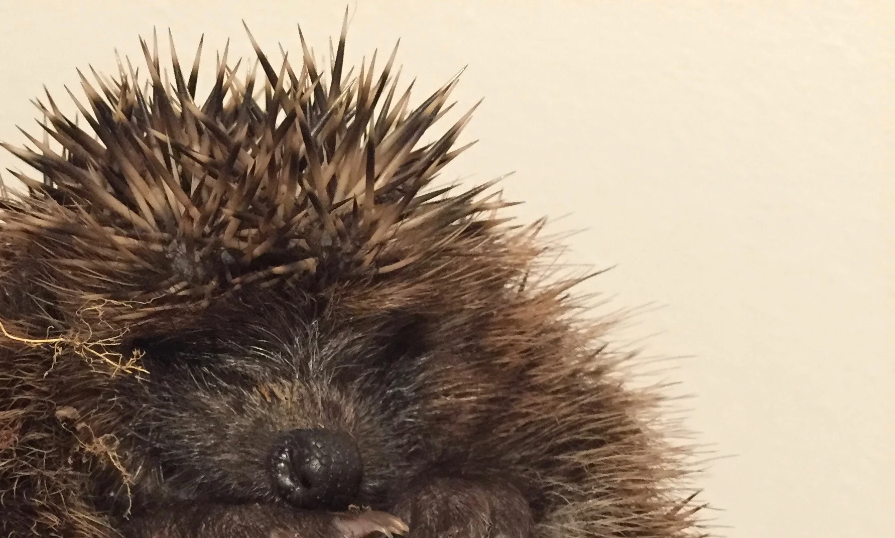 Hedgehog
