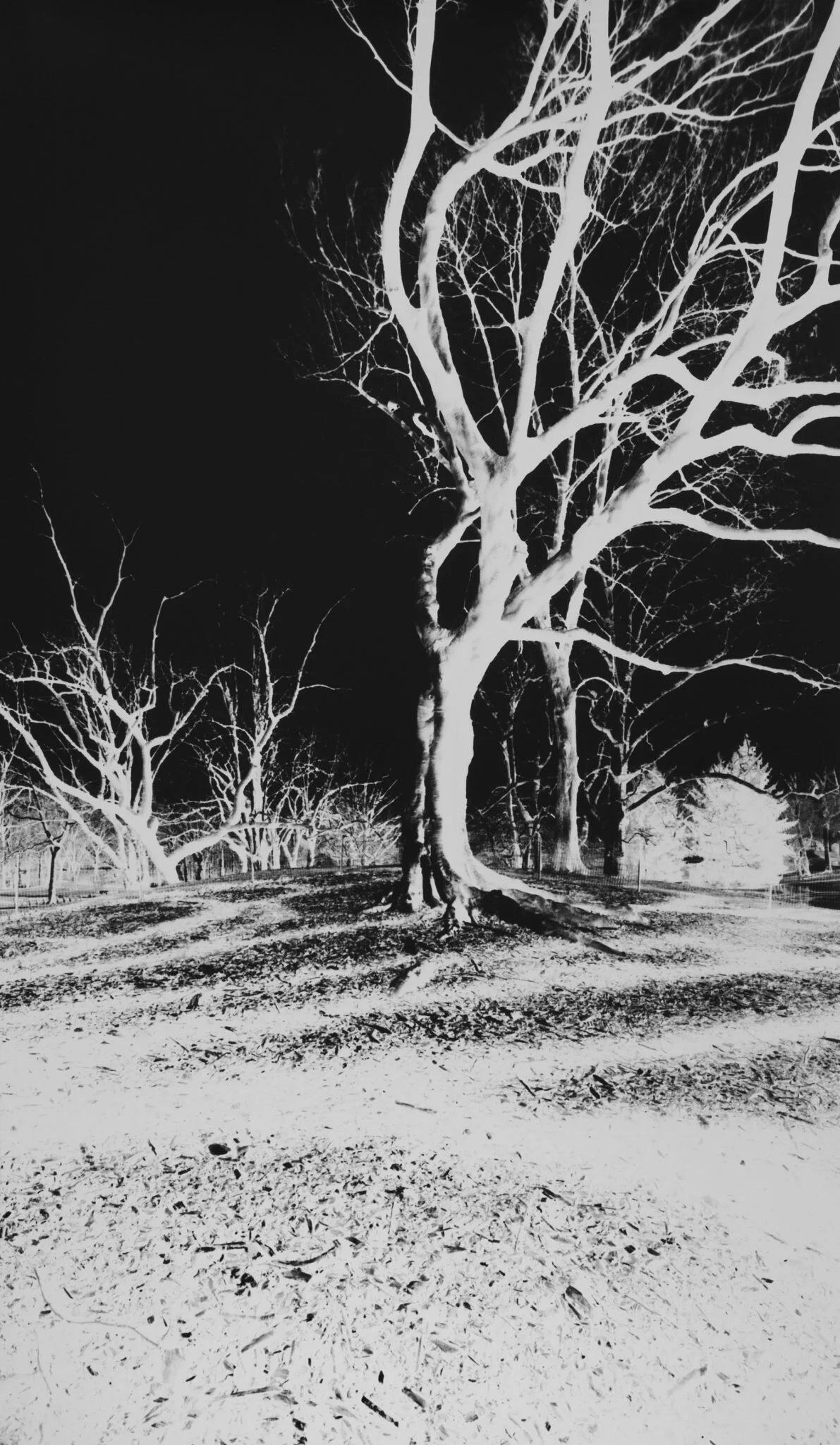 Vera Lutter, Central Park, New York - January 24, 2013