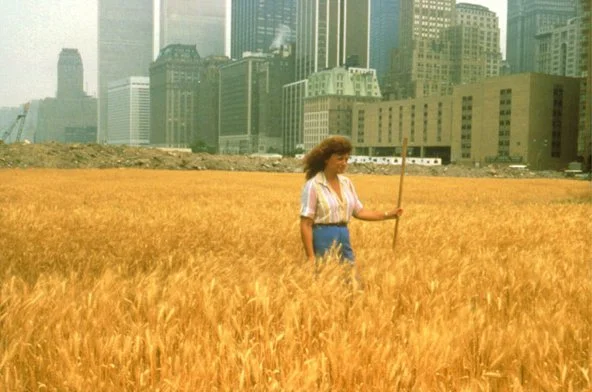 Wheat5.jpg