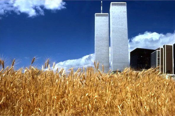 Wheat6.jpg