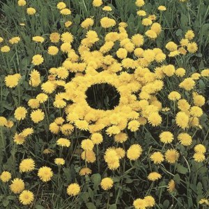 Andy Goldsworthy.jpg