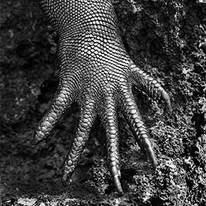 Sebastiao Salgado Lizard.jpg