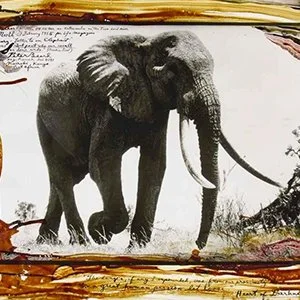 Peter Beard.jpg