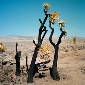 Gregory Halpern.jpg