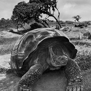 Sebastiao Salgado.jpg