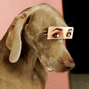 William Wegman.jpg