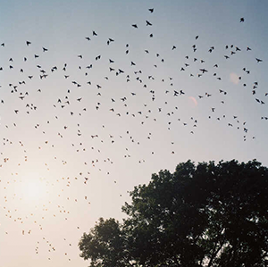 Gregory Halpern.png