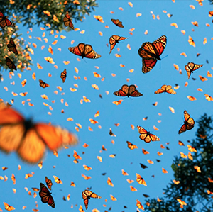 Tim Flach.png