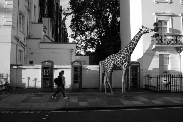 giraffe in the city_ceslovas cesnakevicius.jpg