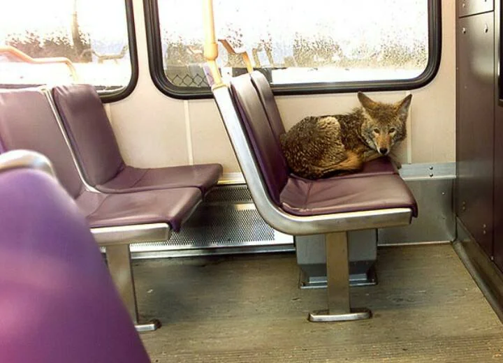 lupo in metro.jpg