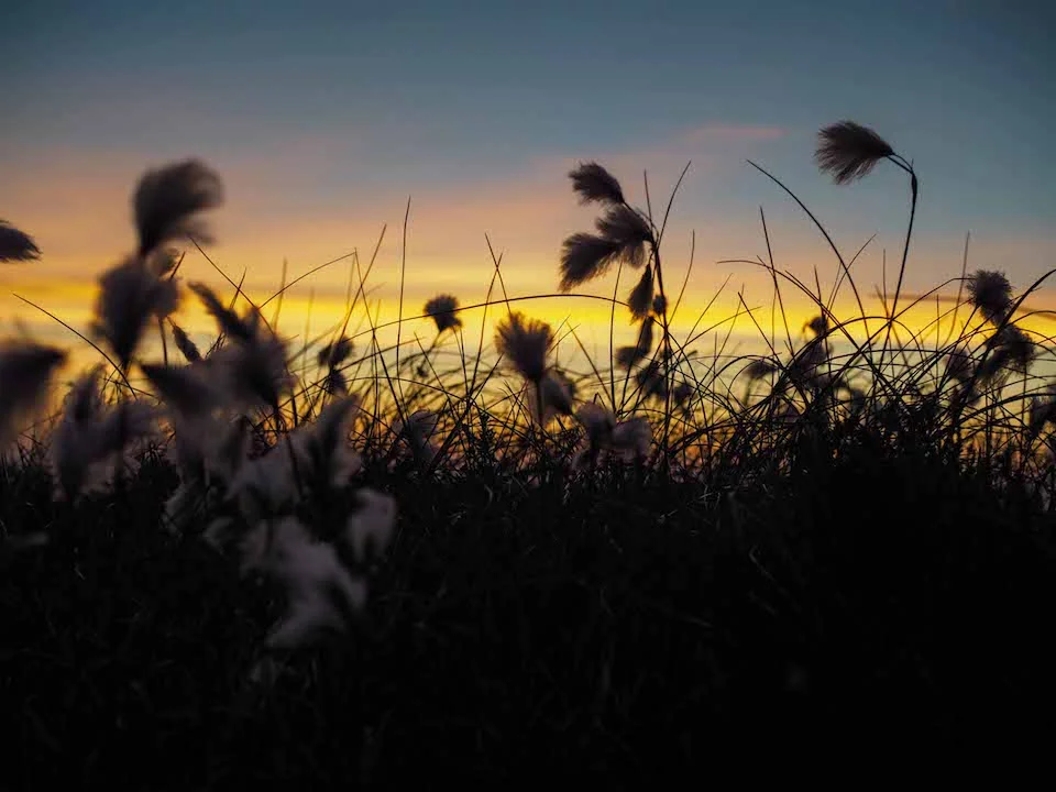 Bog Cotton