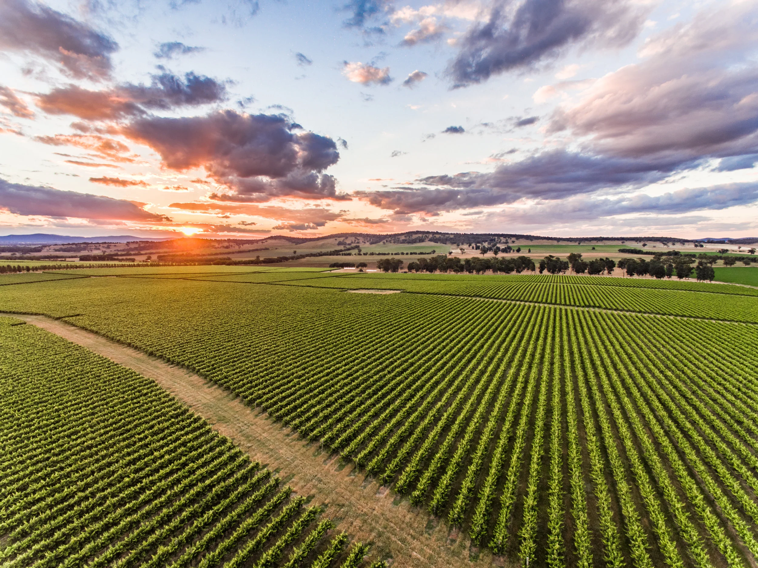 vin sunset-1-2.jpg