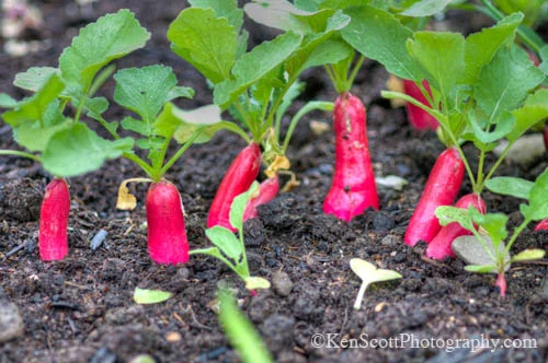 radish.jpg