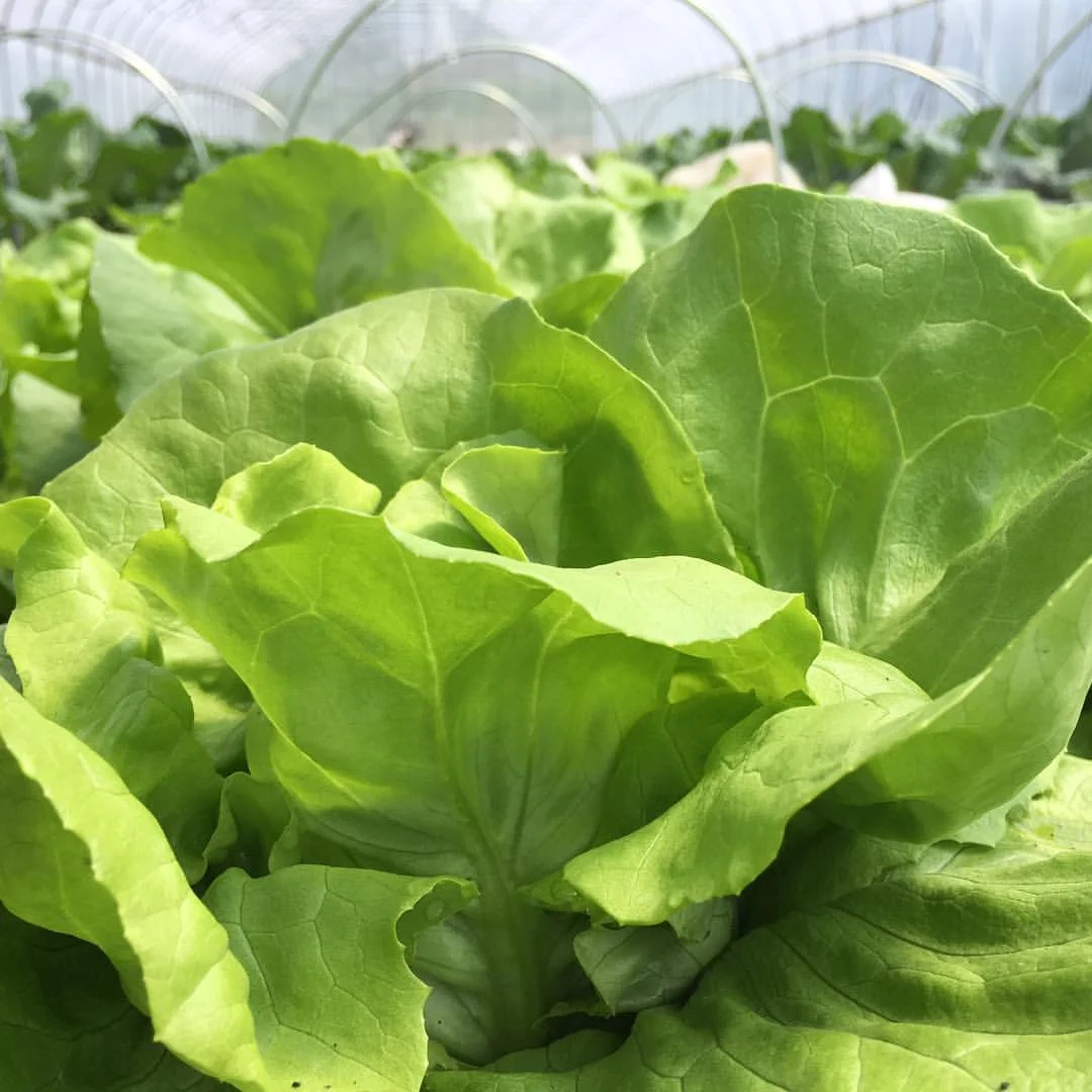 Farm — 9 Bean Rows